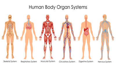 Anatomy and Physiology